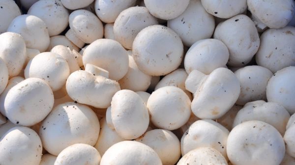 MUSHROOMS  CUP 150G
