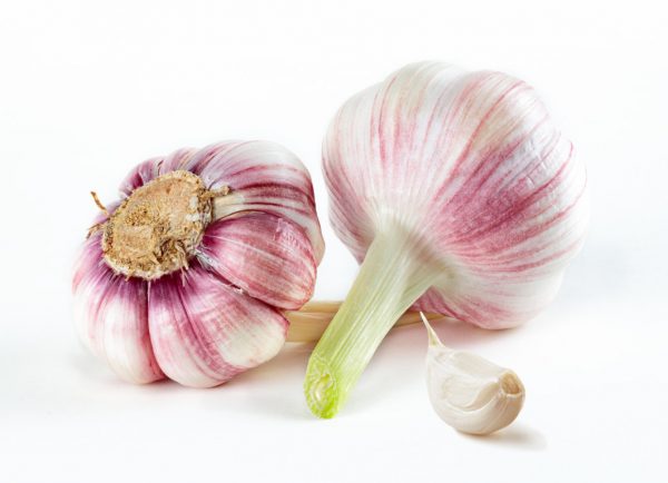 GARLIC BULBS
