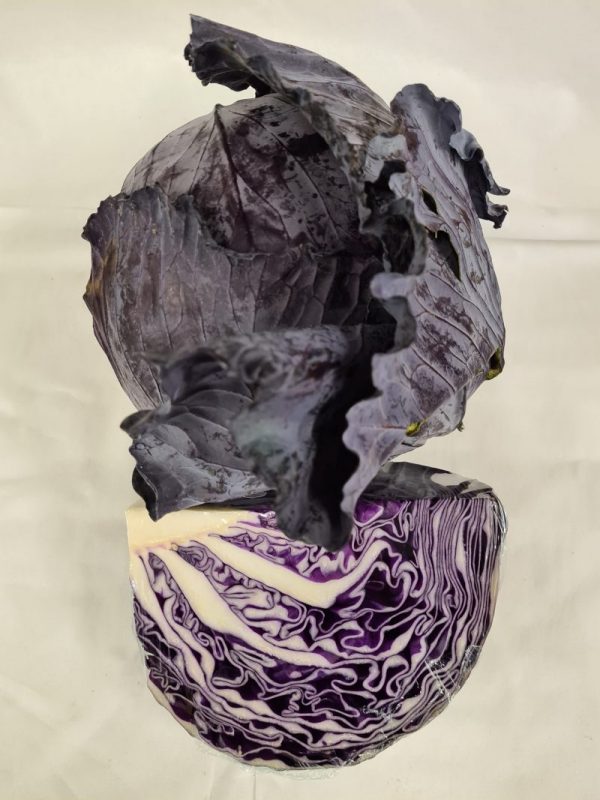CABBAGE RED QUARTER