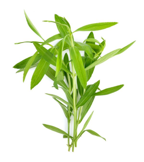 HERBS TARRAGON 10G